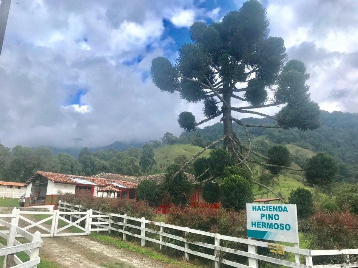 Ecohotel Pinohermoso Reserva Natural Salento Bagian luar foto